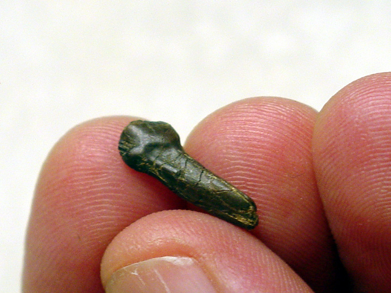 pachycephalosaurus teeth