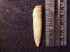 Rebbachisaurus Tooth #3