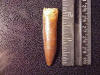 Rebbachisaurus Tooth #4