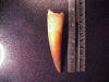 Spinosaur Tooth #47